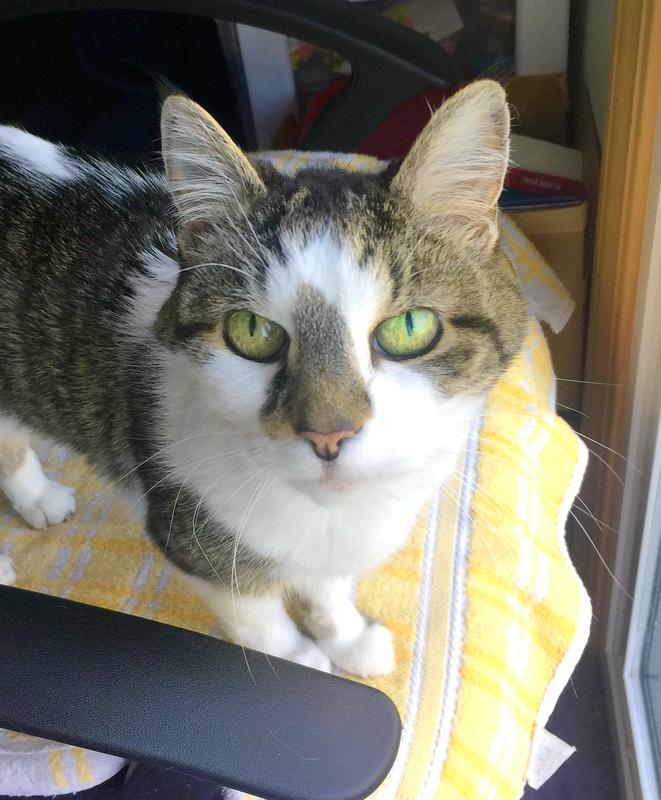 Sit4Pet Cat sitter in Northwest Columbus