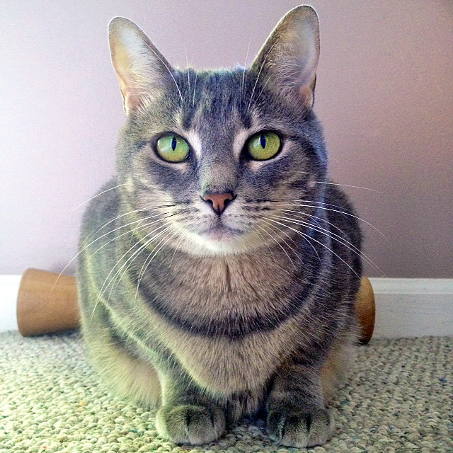 Sit4Pet Cat sitter in Northwest Columbus