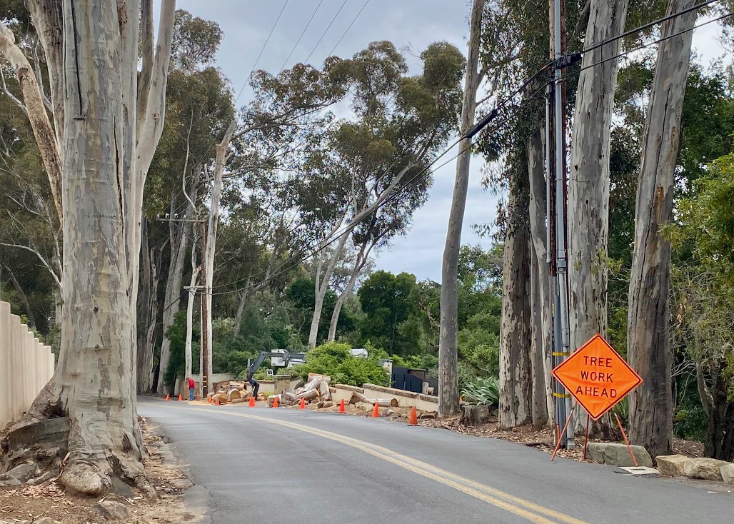 Siteline A Bunch of Park Lane’s Beloved Eucalyptus Trees Have Been