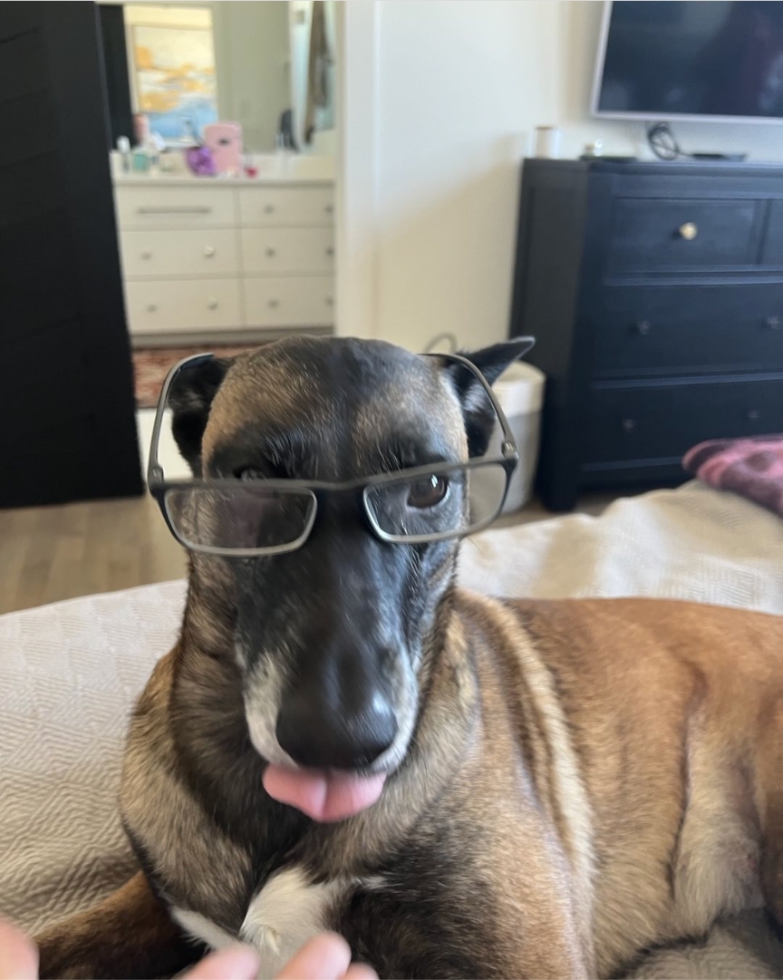 Potty Training for Dogs & Puppies in Roseville & Sacramento Areas