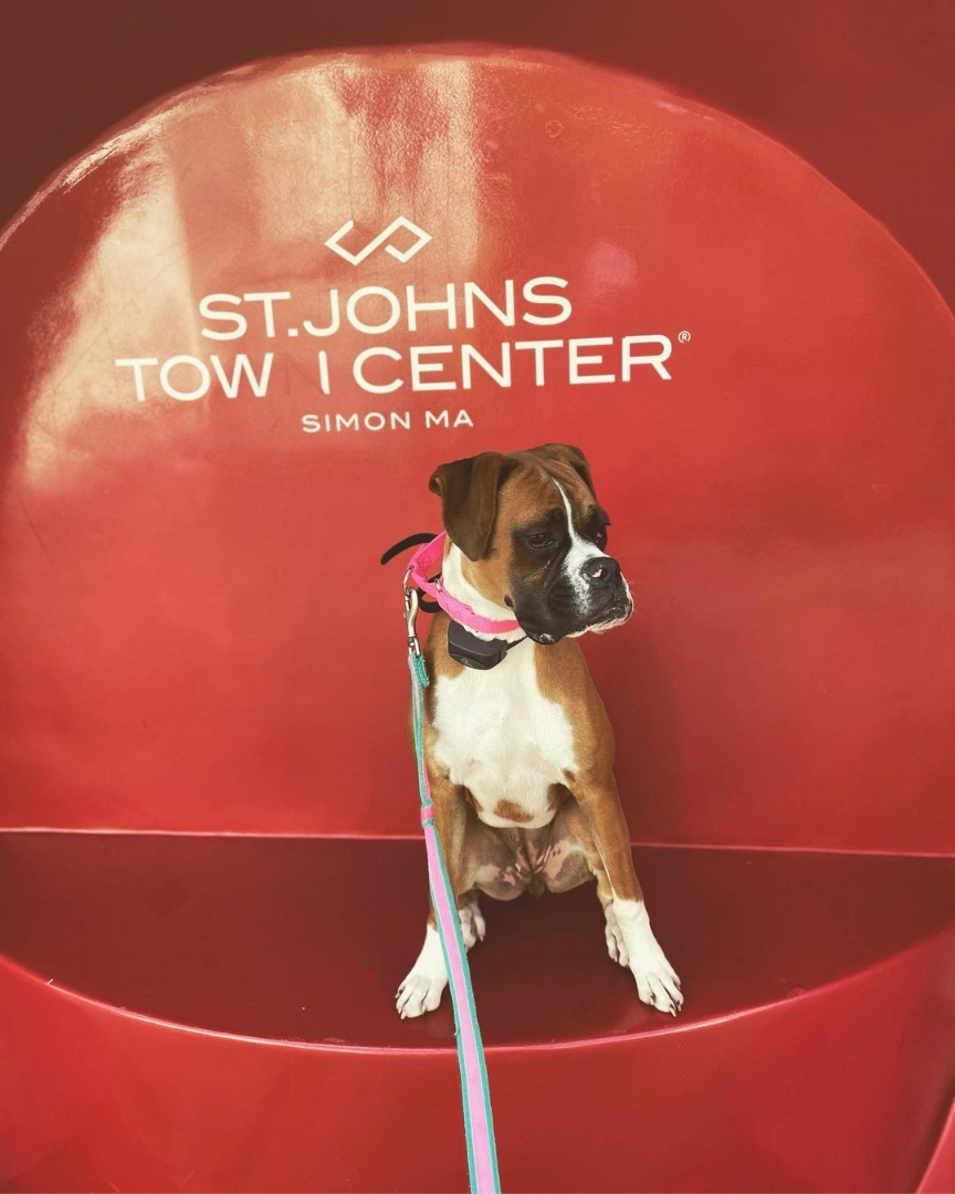 OneonOne Puppy Leash Training Near RVA & Henrico County