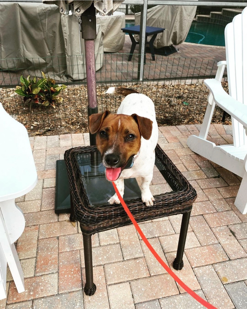 Dog Vocational Training Near RVA & Henrico County