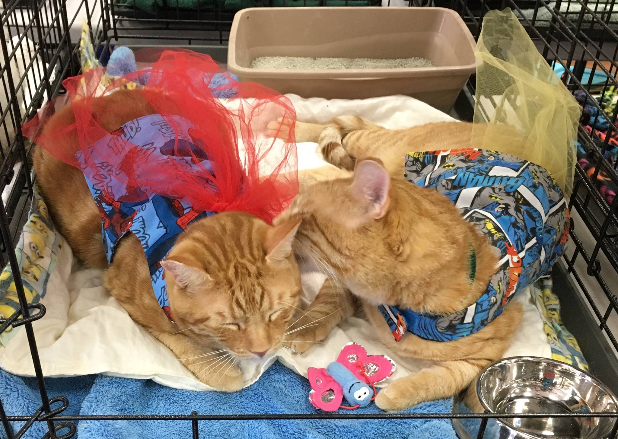 Saving Lives in Riverside Foster Army Animal Rescue Project Pawsitivity