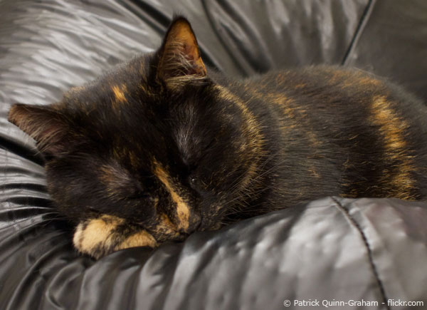 Katze pinkelt in den Sitzsack! Was tun? SitzsackProfi