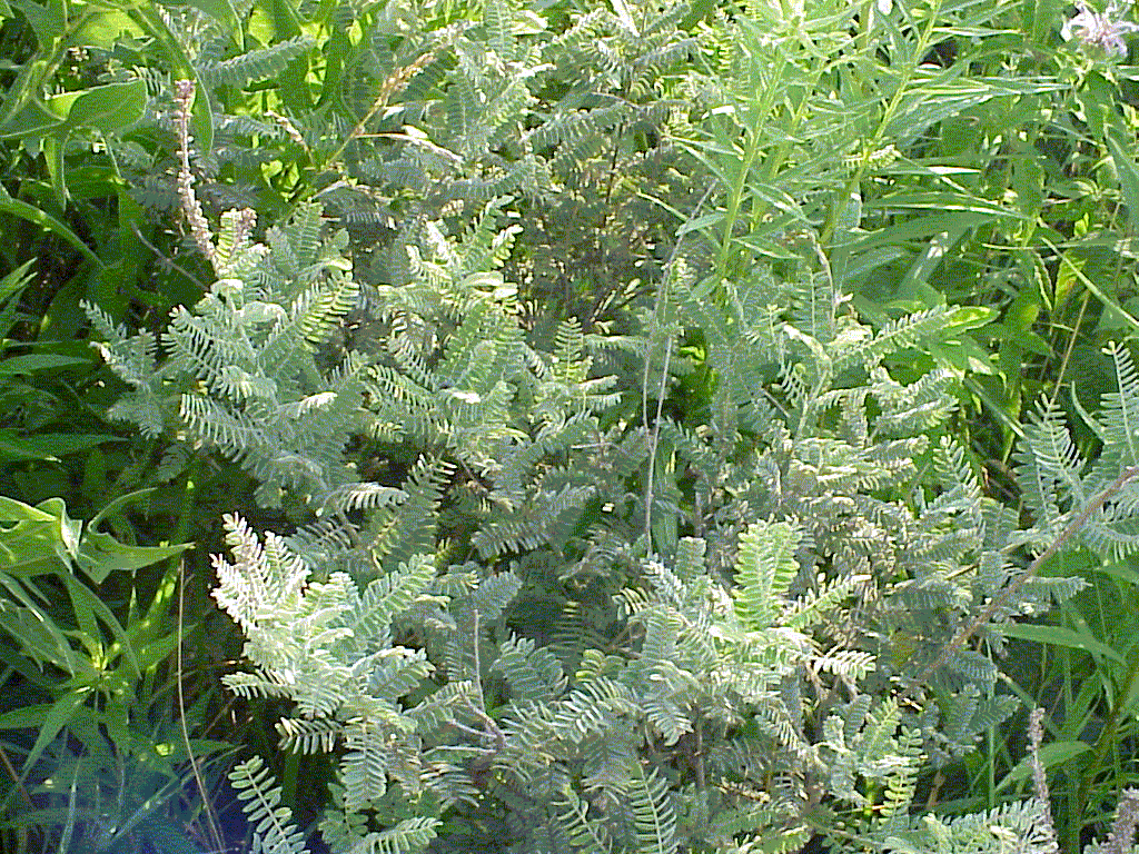 THE HINDU CROSSWORD CORNER December 2010