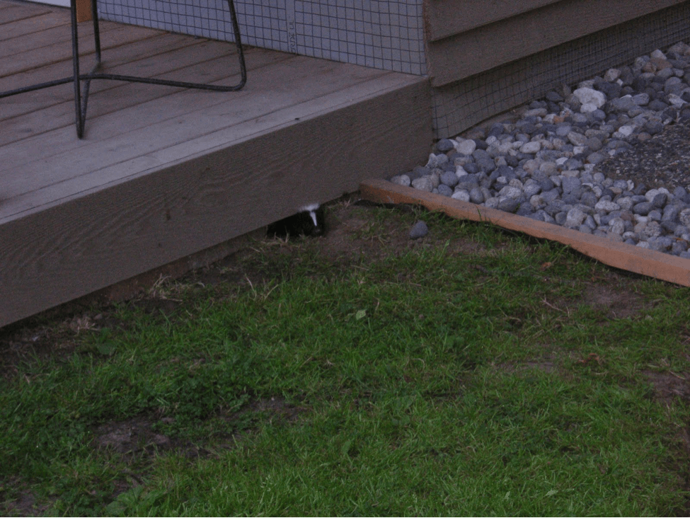 Why Wildlife Ends Up Under Your Concrete Steps