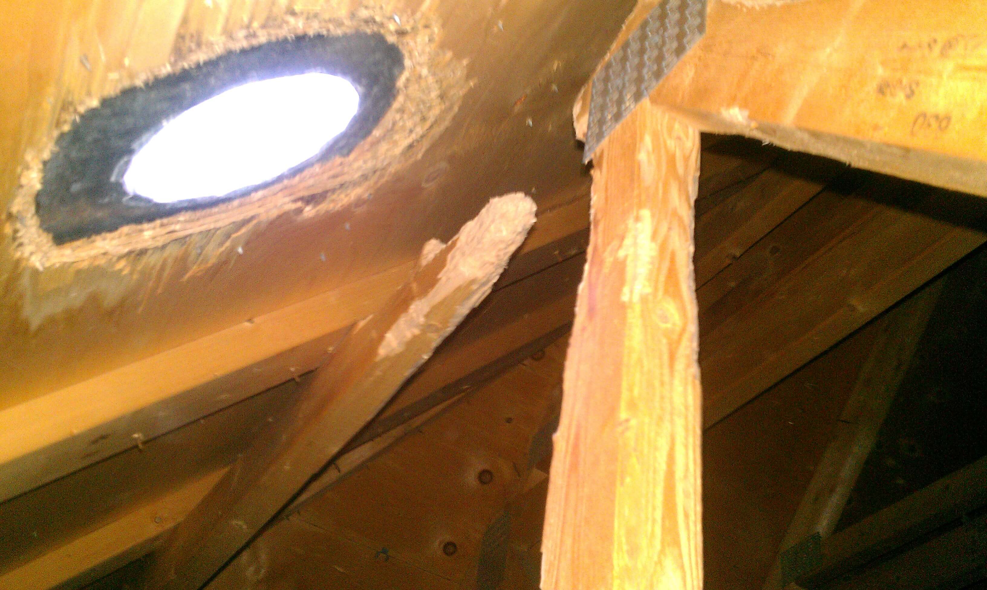 Why Do Squirrels Live in Attics Skedaddle Wildlife Control