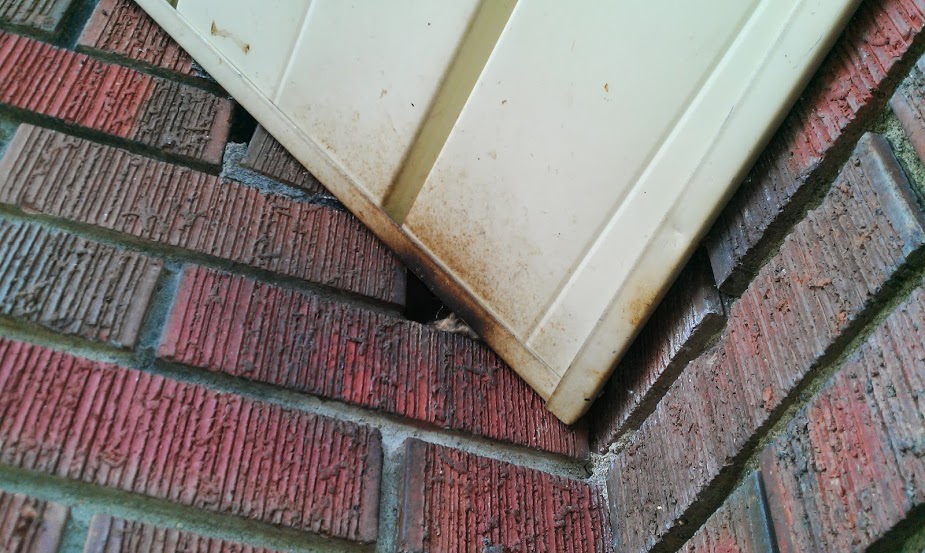 Bat season also means more rabies cases