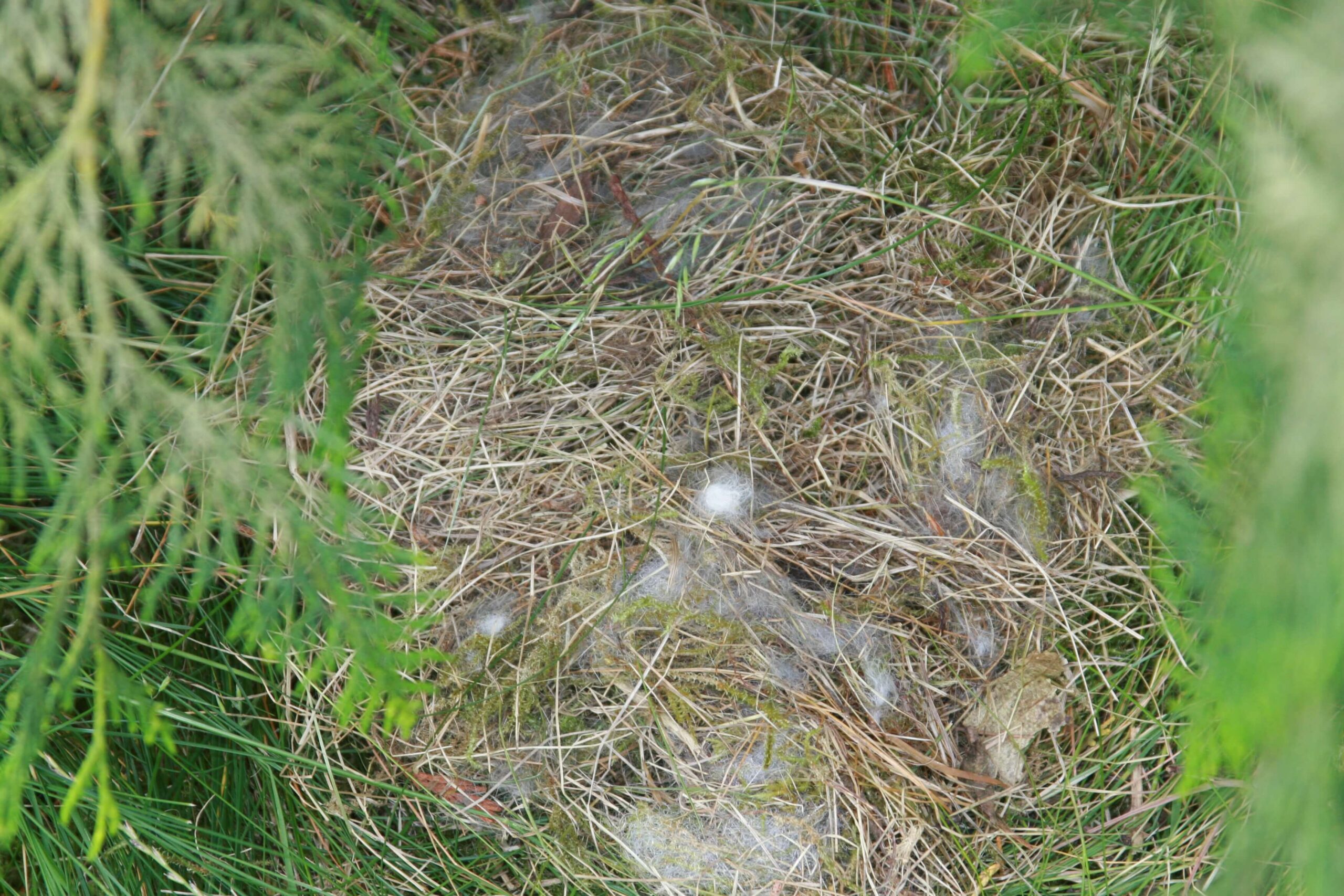 Hidden Nests In Your Lawn