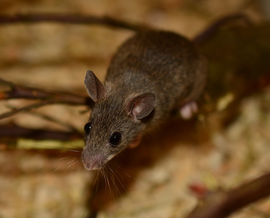 Can Mice Climb Metal Table Legs at Florence Lofton blog