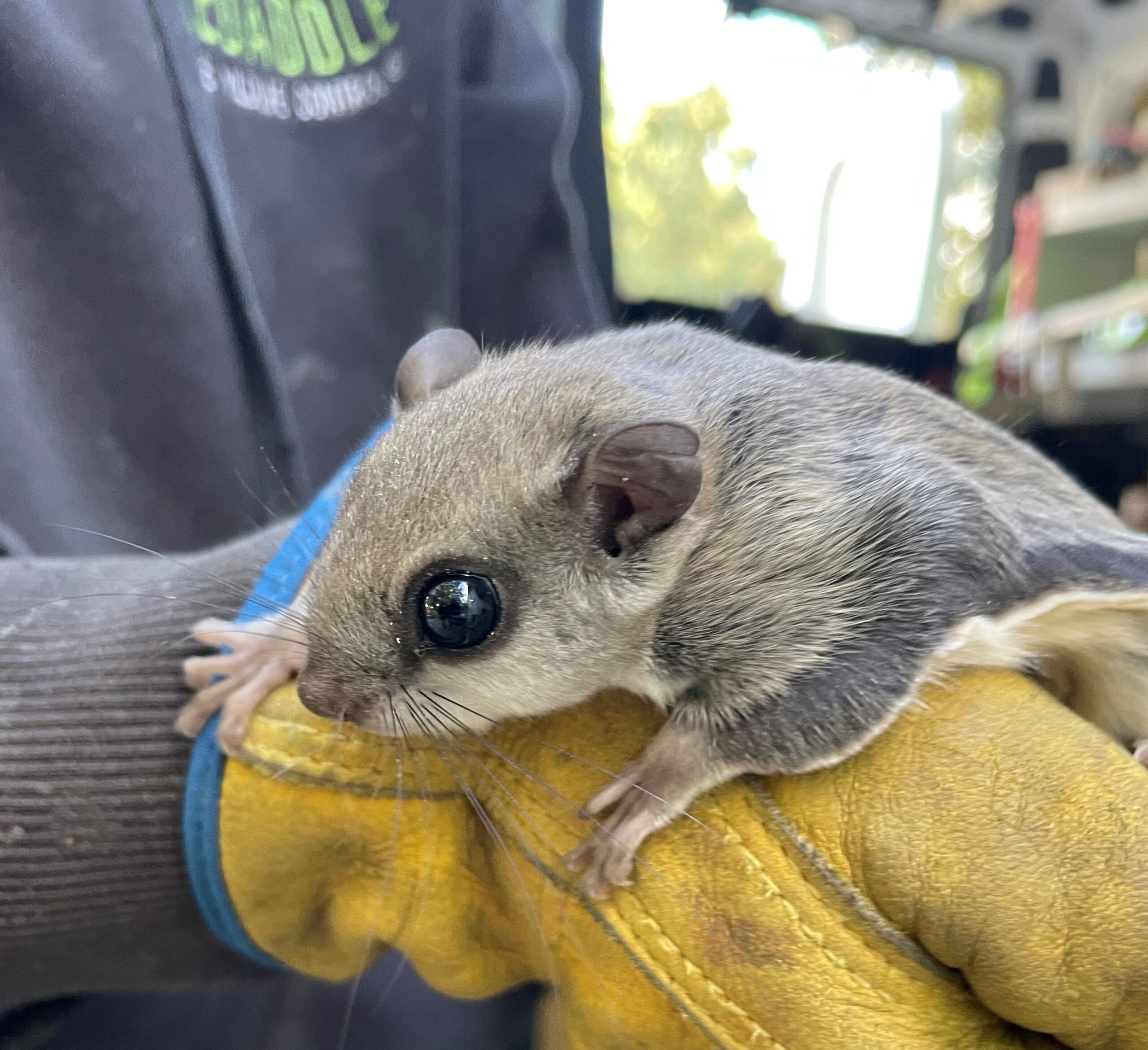 5 Shocking Facts About Flying Squirrels