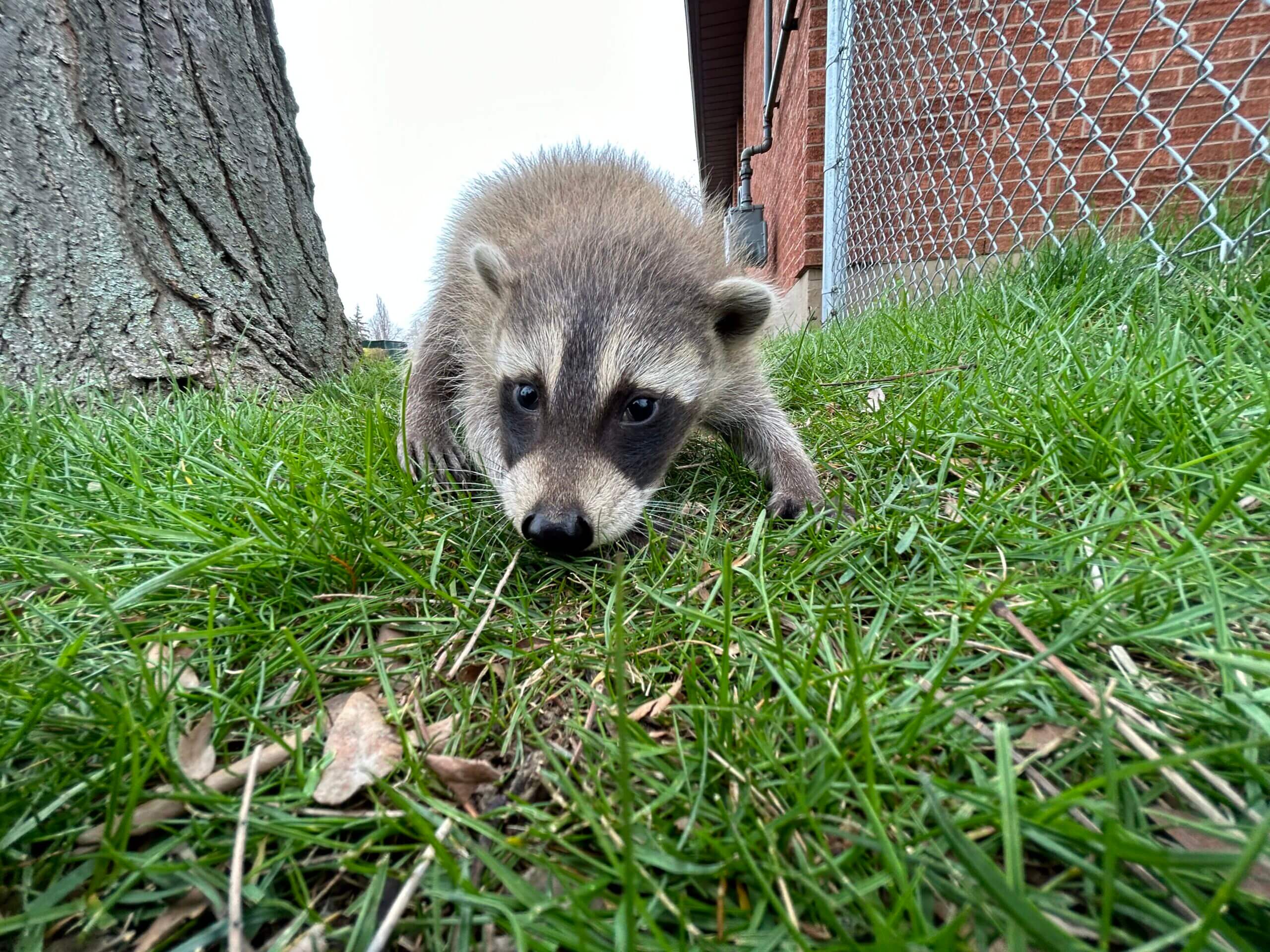 How Do Raccoons Protect Themselves Against Predators?