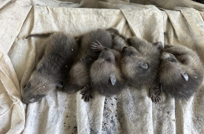 Understanding Raccoon Communication | Skedaddle Niagara