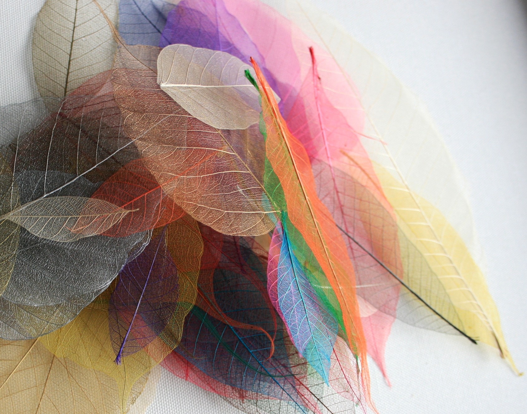 Skeleton Leaves Sample Pack · skeletonleaf · Art Supplies