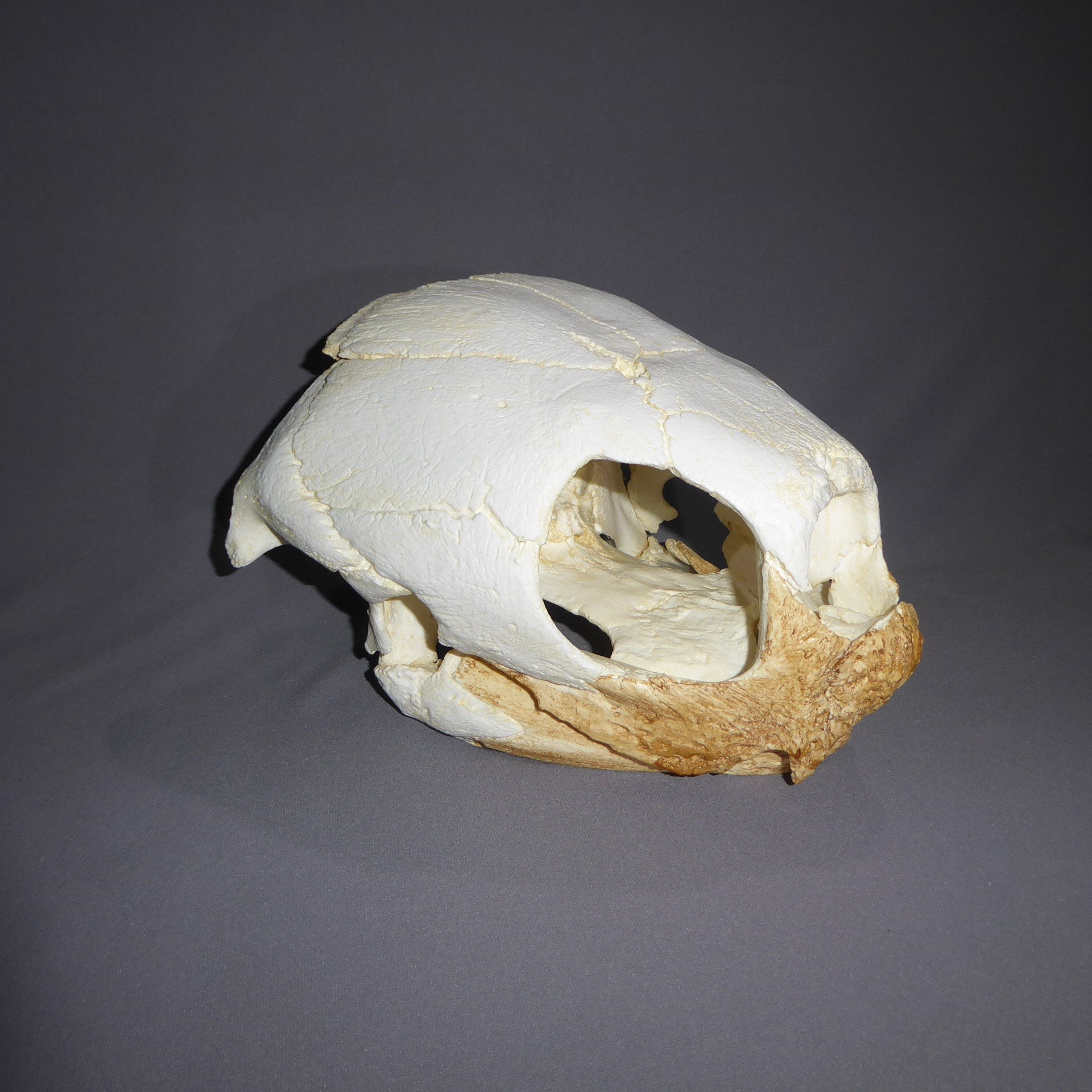 Leatherback Turtle Skull Replica Skeletons and Skulls