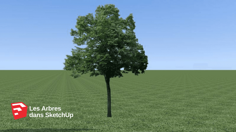 Tutoriel vidéo Les Arbres dans SketchUp SketchUp Garden