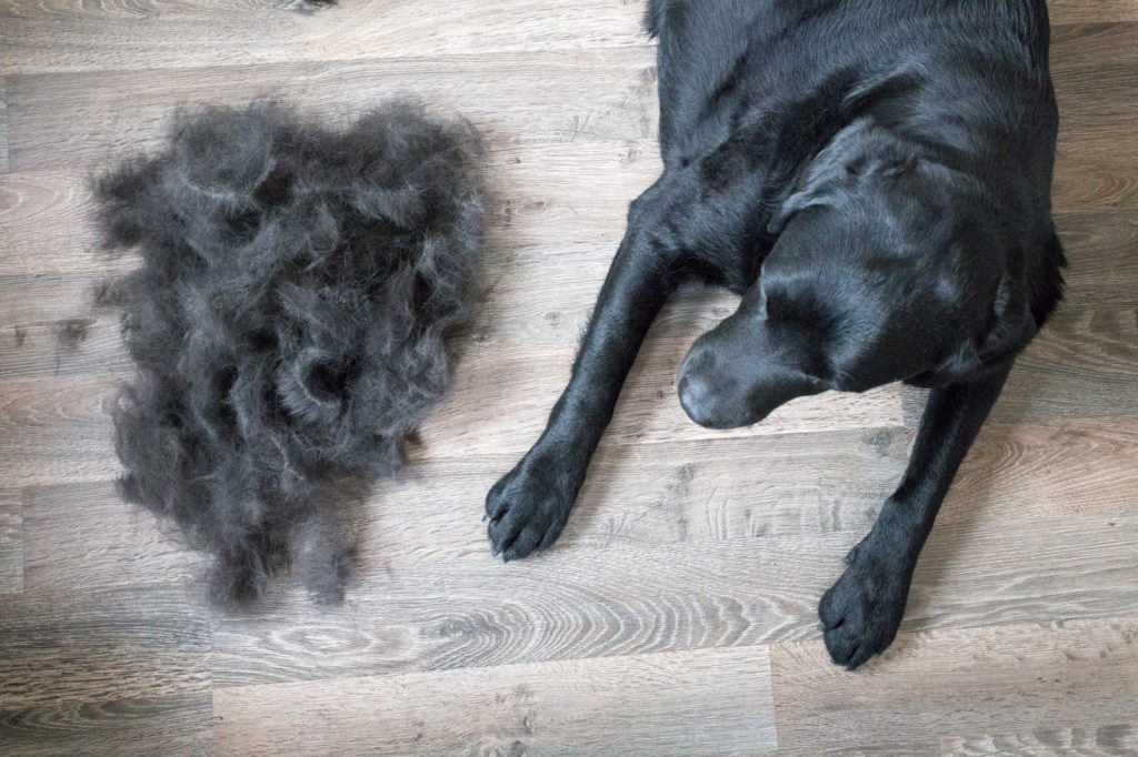 How to Remove Dog Hair From Your Home The Complete Guide