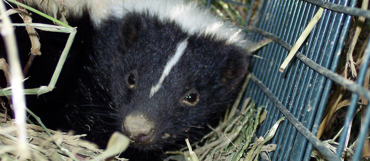 Do mothballs or ammonia help repel skunks?