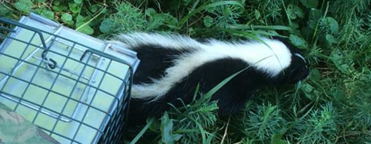 Do skunks attack chickens?
