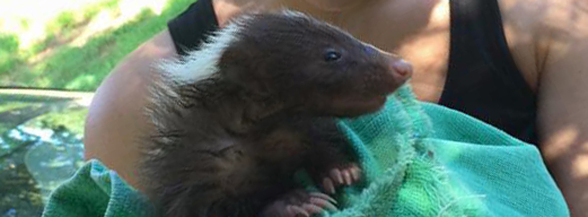 How to remove skunk smell from a car