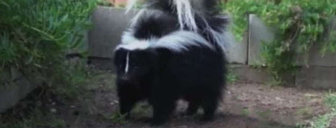 How do you know if you have a skunk under your shed or porch?