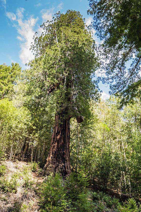 Wolf Tree Turn WorldFamous Skunk Train