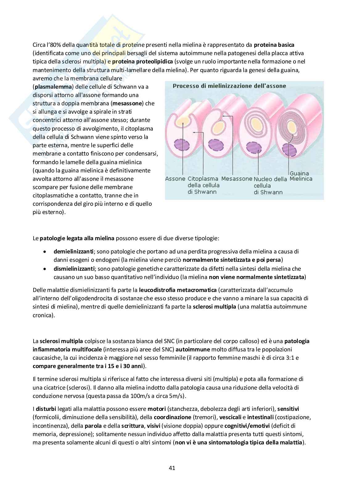 (PDF) FISIOLOGIA DEL SISTEMA NERVOSO ResearchGate
