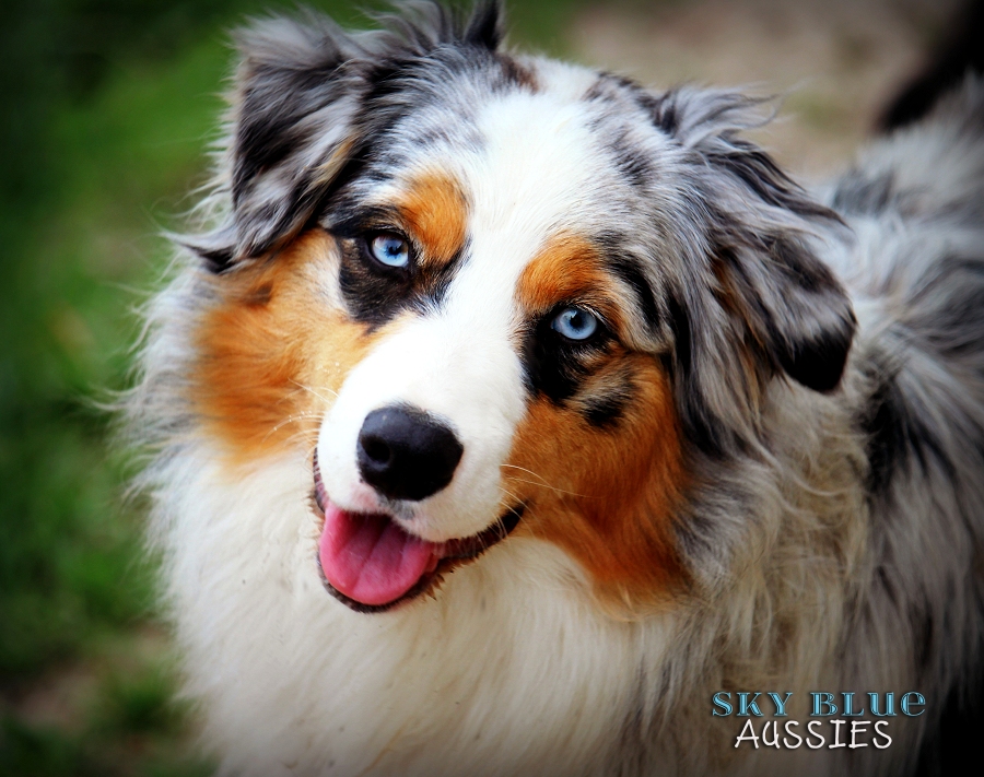 Sky Blue Heavenly Halo Blue Eyed Blue Merle Australian Shepherd