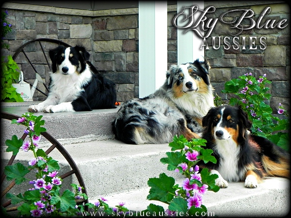 Australian Shepherd Puppies For Sale Nebraska Australian Shepherds