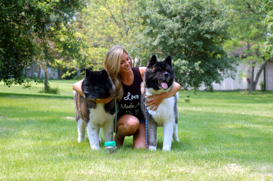 Skyline Akitas Chicago, IL