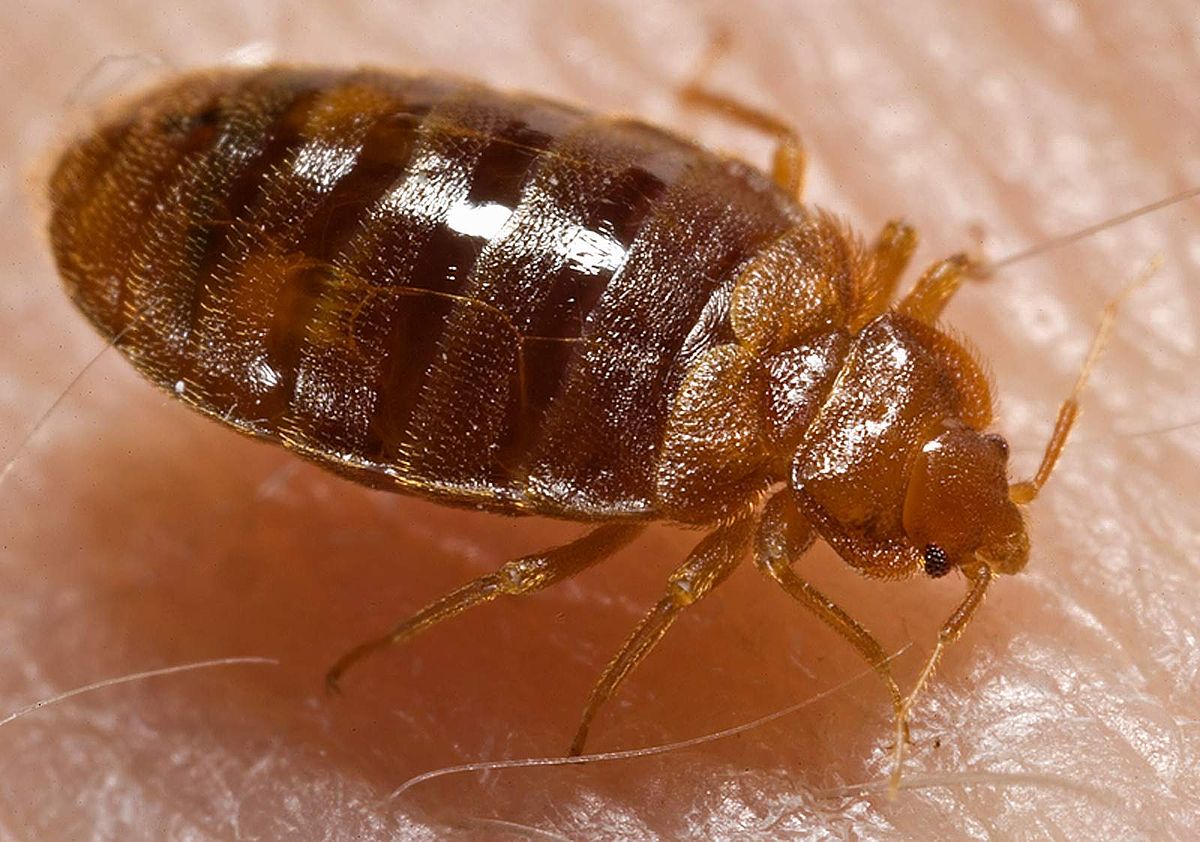 Bed Bugs Skyline Pest Control(03)