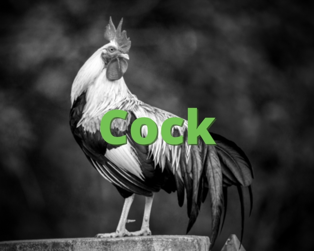 Cock » What does Cock mean? »