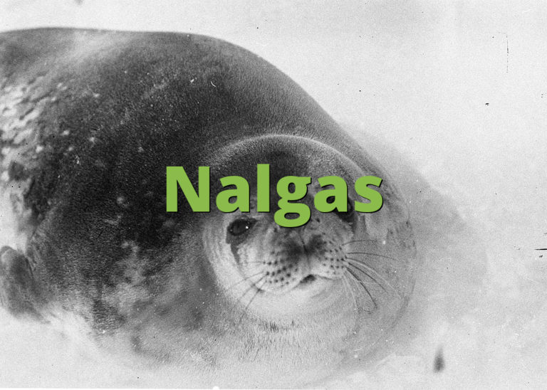 Nalgas » What does Nalgas mean? »