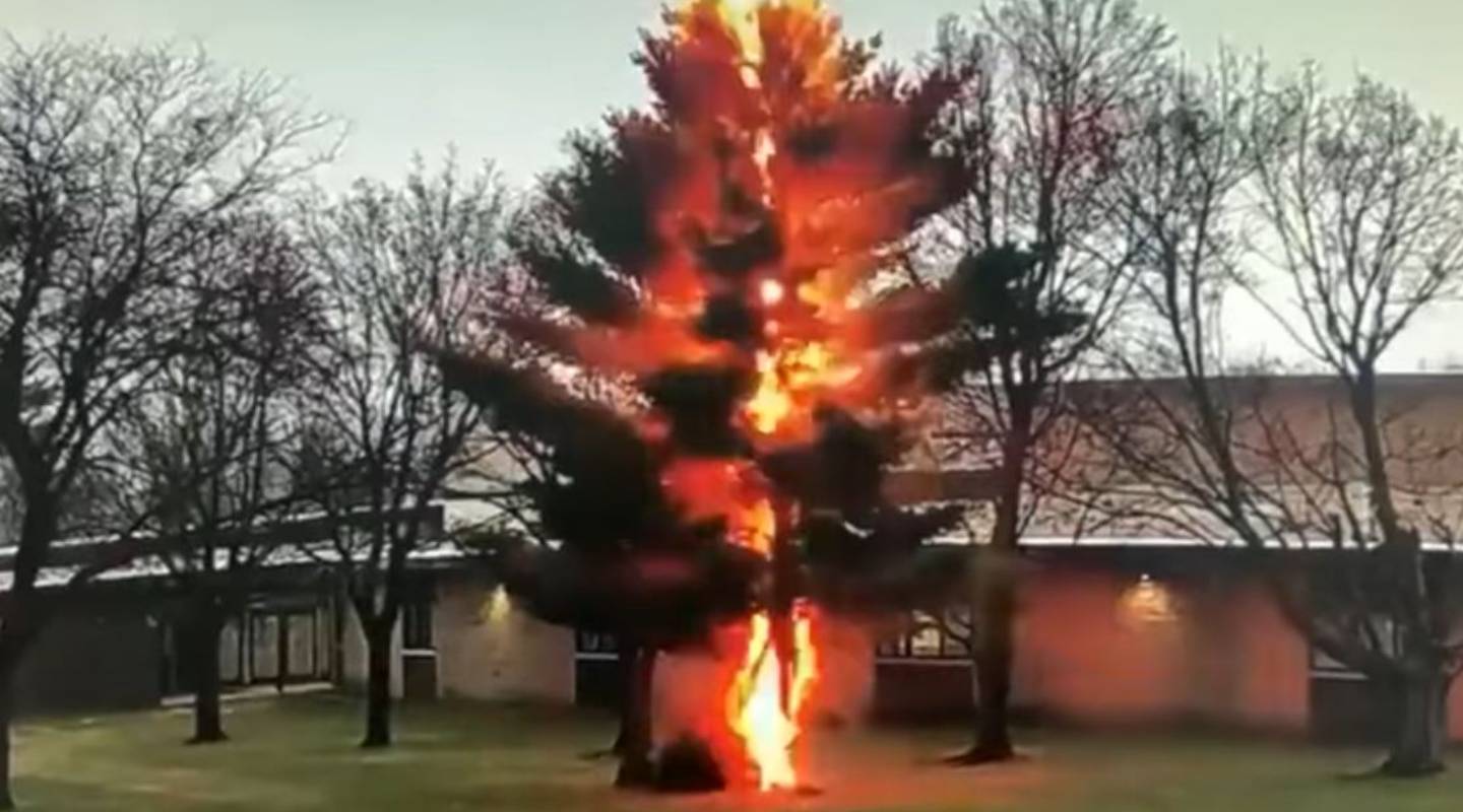 Video shows lightning bolt obliterate a tree in the blink of an eye