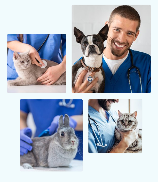 Slaton Veterinary Hospital Veterinary Care Westlake Village