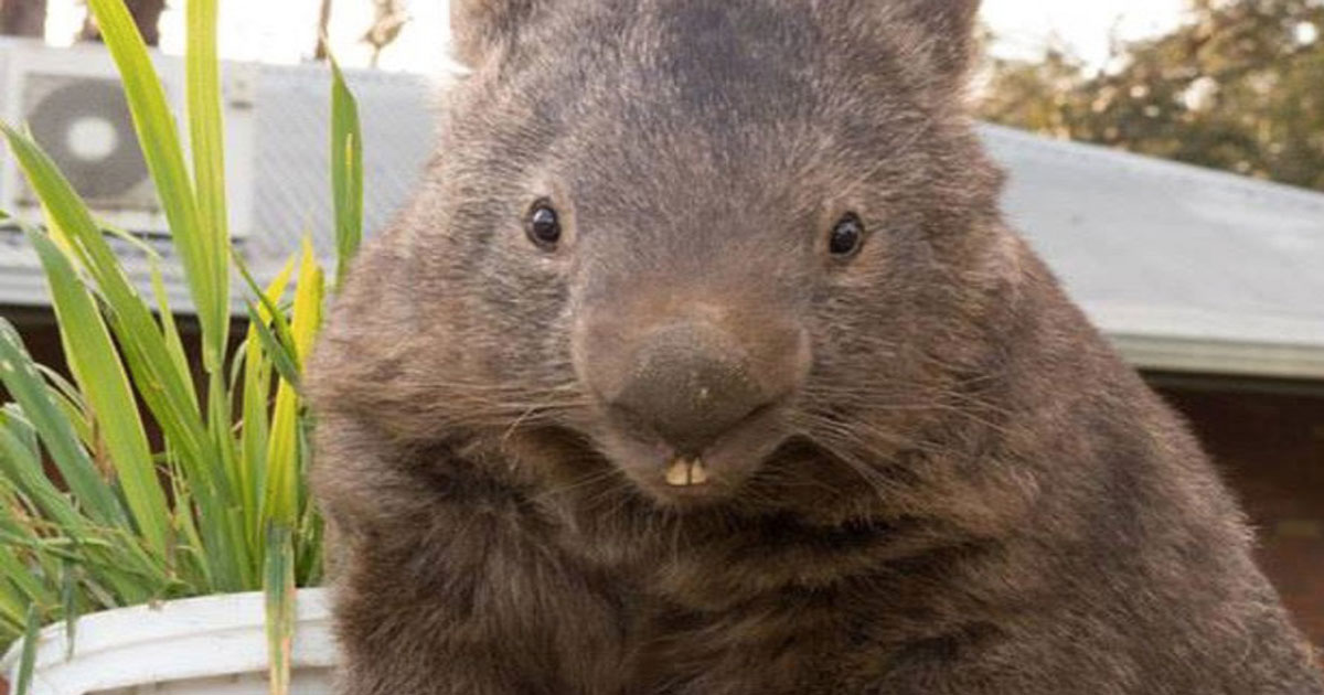 Paddy der Wombat sucht bei Tinder die große Liebe SLEAZEMAG