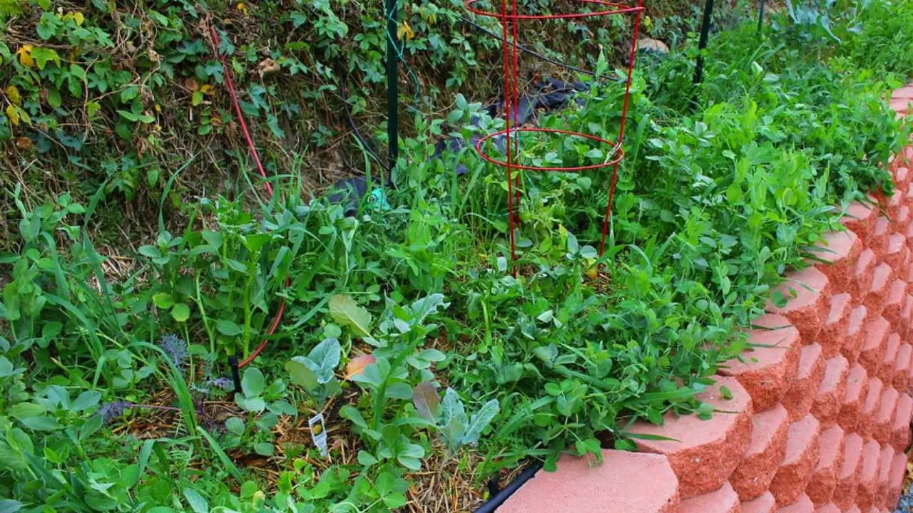 How To Keep Weeds Out Of Raised Garden Beds Extremely Easy Methods