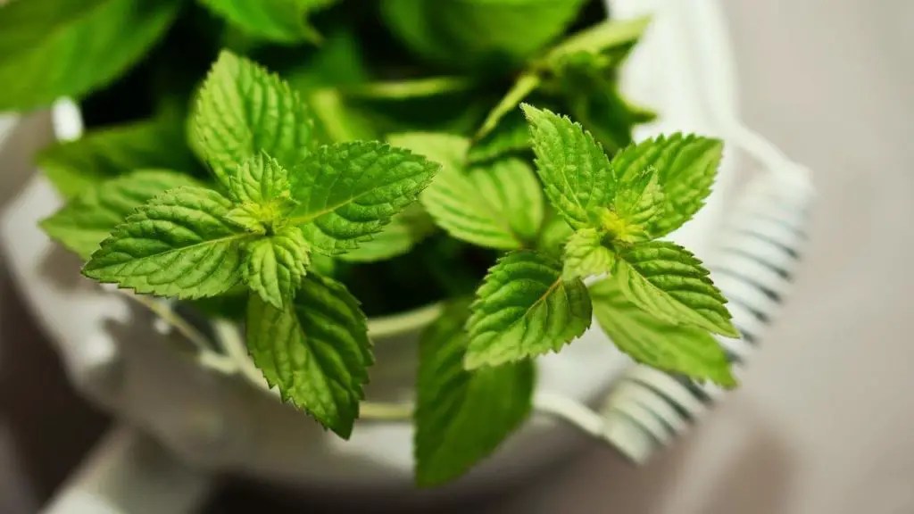 How To Grow Mint At Home In Water Without Soil Slick Garden