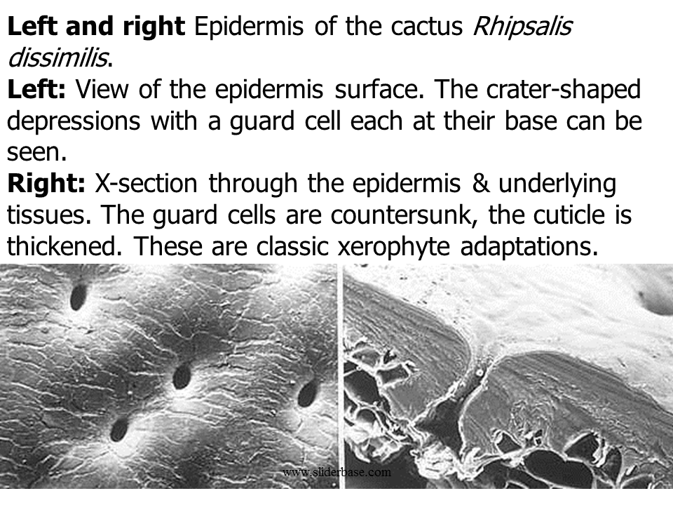 Xerophytes Presentation Health and Disease
