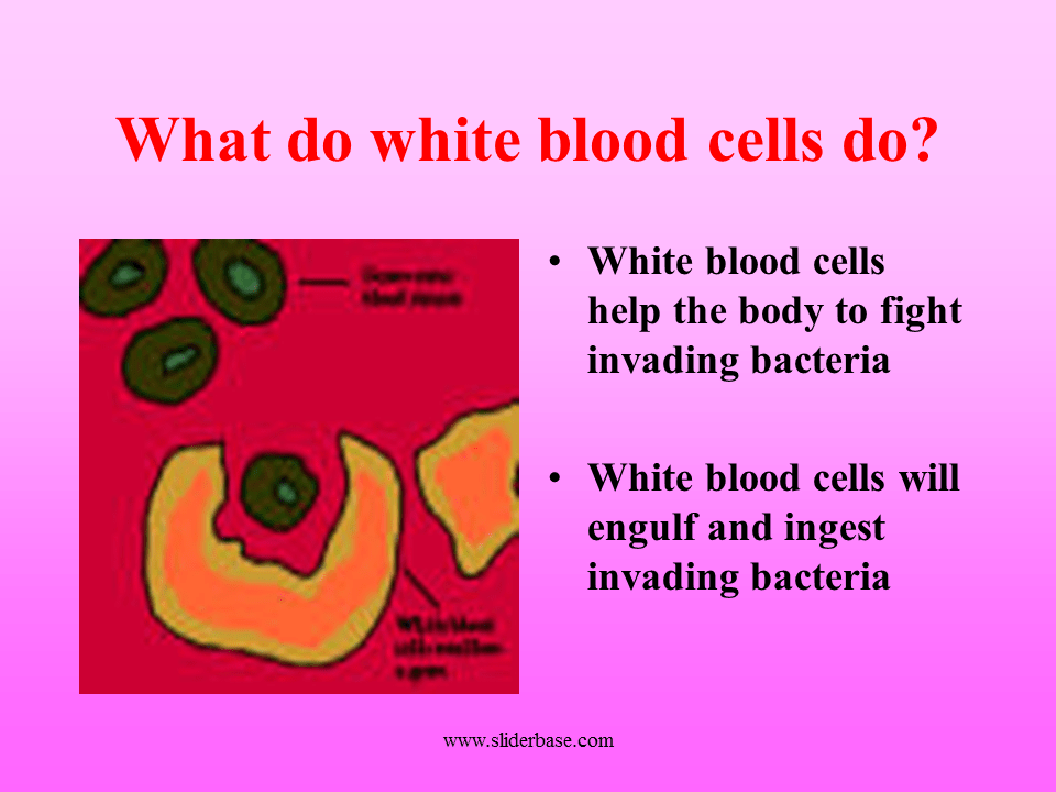 The components of the blood and their jobs Presentation Biology