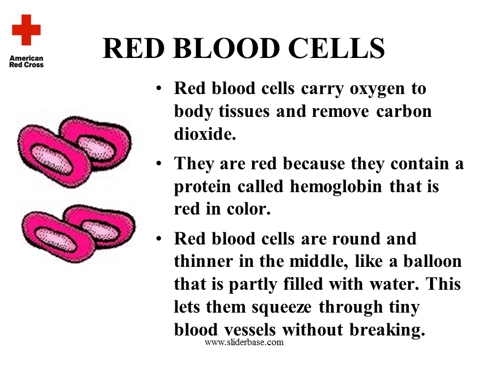 What is so wonderful about blood Presentation Biology