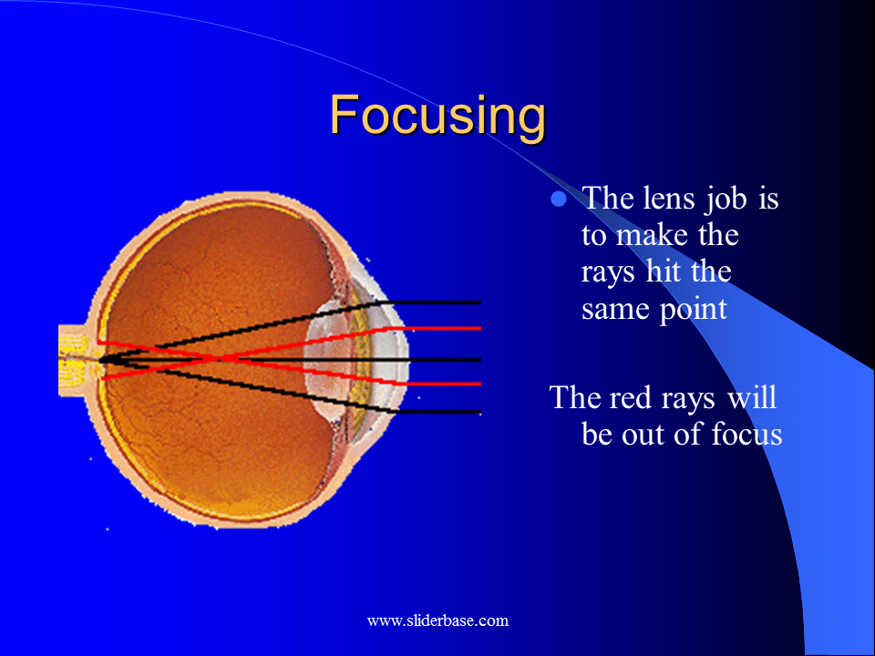 The eye Presentation Biology