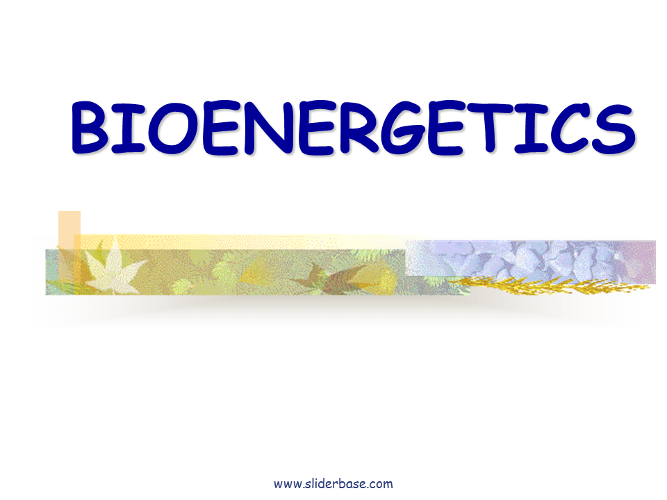 Bioenergetics Presentation Biology