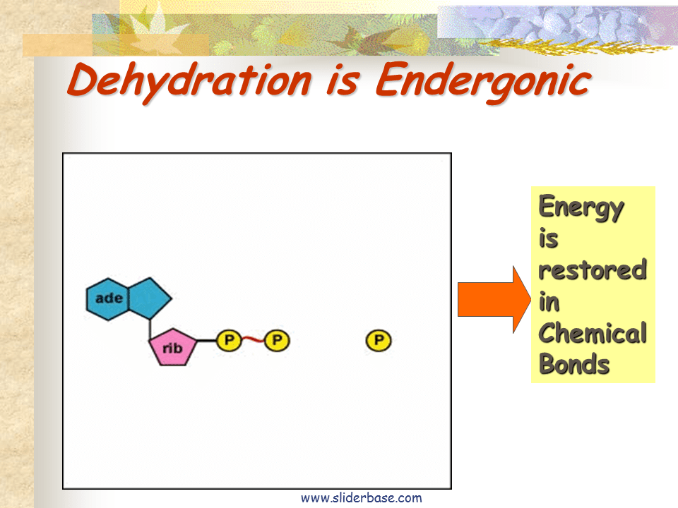 Bioenergetics Presentation Biology