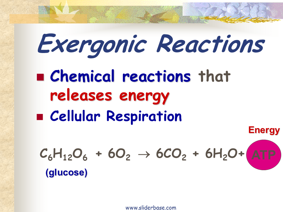 Bioenergetics Presentation Biology