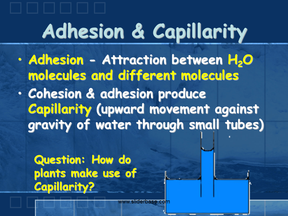 Properties of Water Presentation Biology