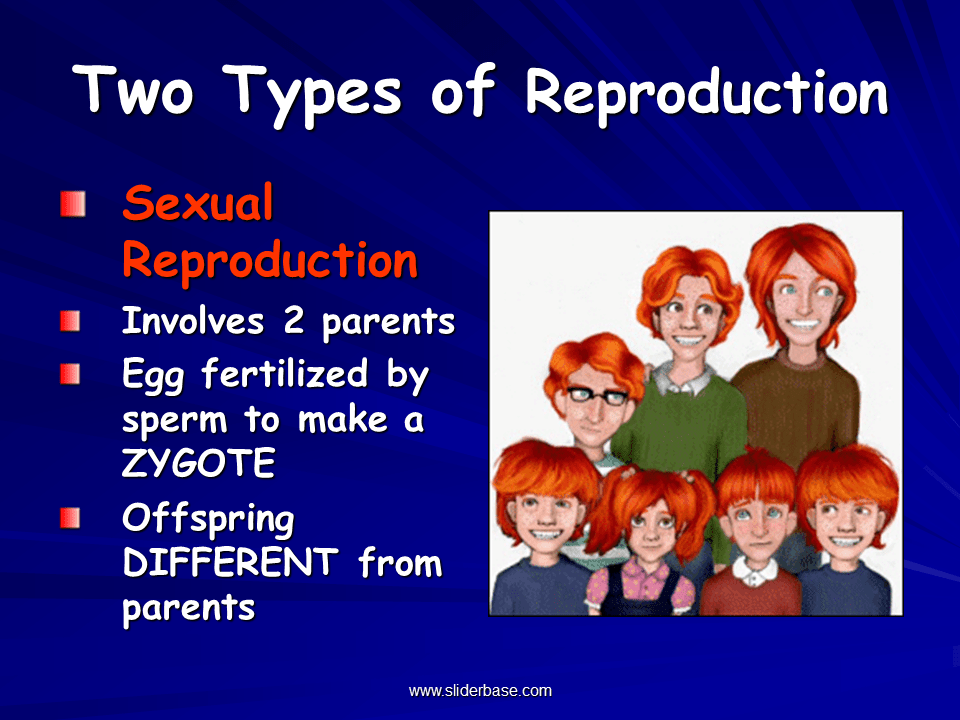 Study of Biology Presentation Biology