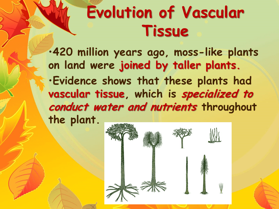 Structure of a Moss Plant