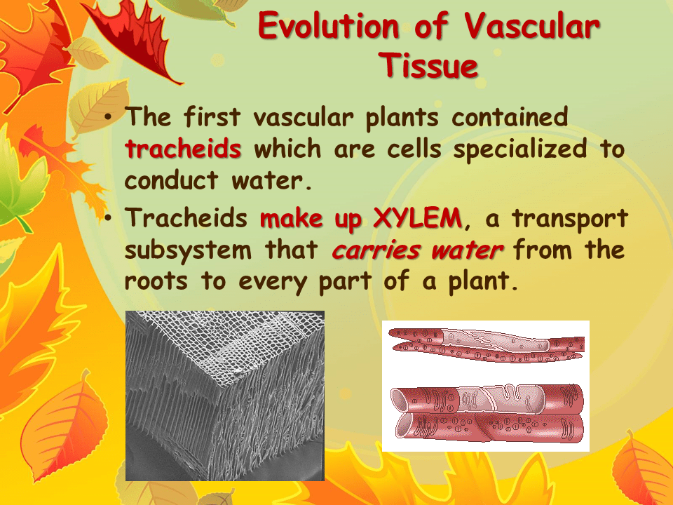 Structure of a Moss Plant