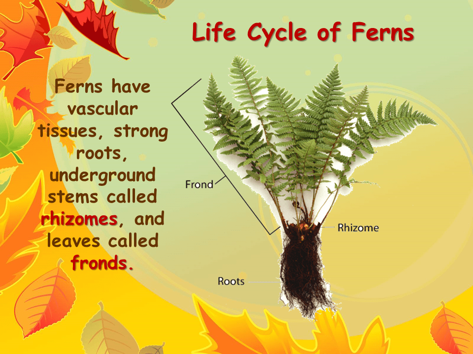 Ferns and Their Relatives
